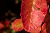Leaf of Poison Oak (Toxicodendron diversilobum)