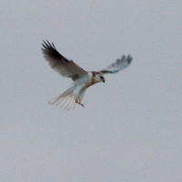 Juvenile White-tailed Kite (Elanus leucurus) Kiting