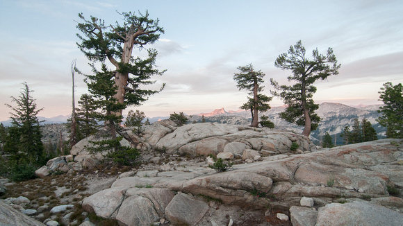 Silver Pines at Dusk