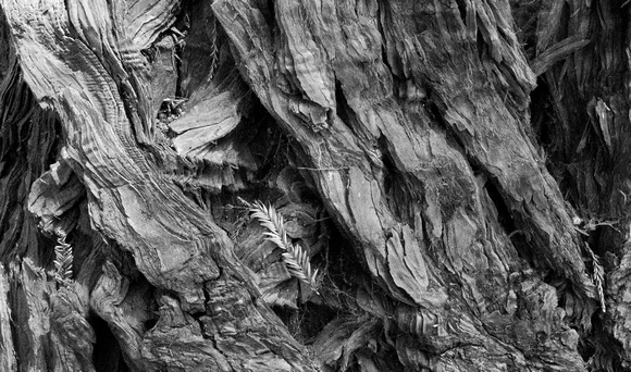 Redwood Bark