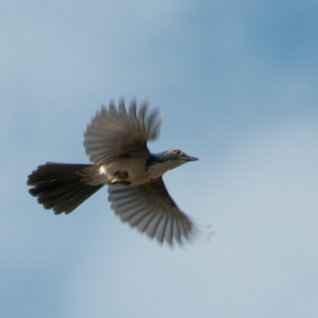 Scrub Jay in Flight