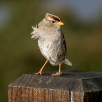 Sparrow on Post