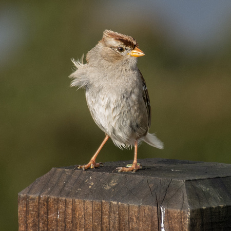 Sparrow on Post