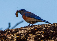 Male Western Bluebird (Sialia mexicana) Worries Insect