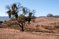 Valley Oak, Mistletoe, Windy Hill