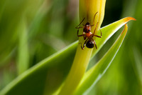 Field Ant (Formica moki) on white Iris