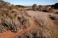 California Sagebrush (Artemesia californica) at Jasper Ridge