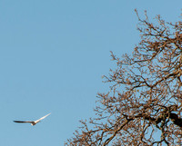 White-tailed Kite Leaves Lone Oak on Ridge