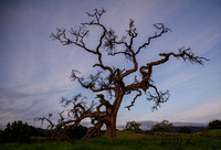 Phainopepla Tree at Dawn