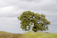 Lonely Valley Oak in Springtime