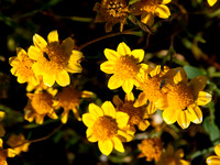 Goldfields and Pollinators