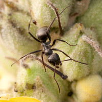 Ant on Flower