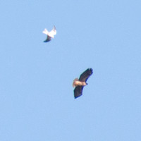 White-tailed Kite (Elanus leucurus) Hassles Red-tailed Hawk (Buteo Jamaicensis)