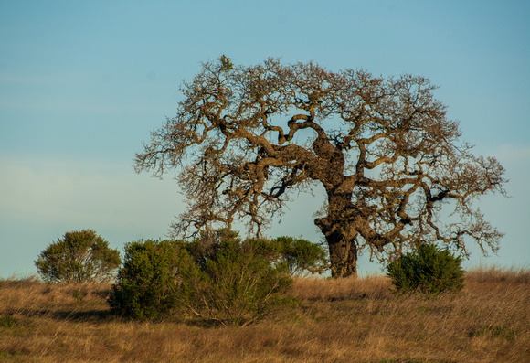 Mistletoe in Lone Valley Oak