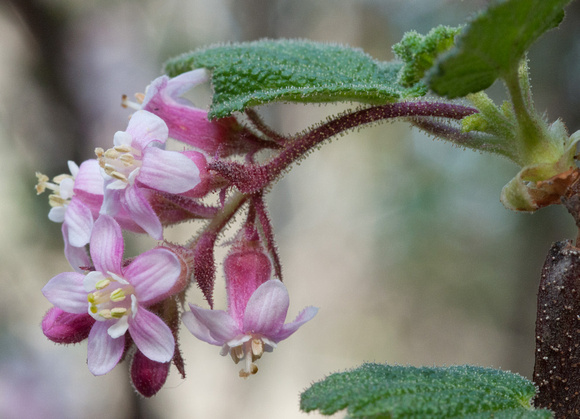 Flowers of California Currant (Ribes malvaceum)