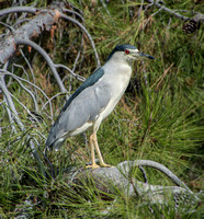 Black-crowned Night Heron (Nycticorax nicticorax)