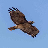 Red-tailed Hawk (Buteo jamaicensis) in Flight -- with Nictitating Membrane