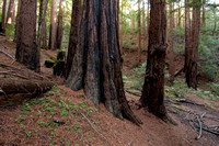 20Redwoods_DSC3834