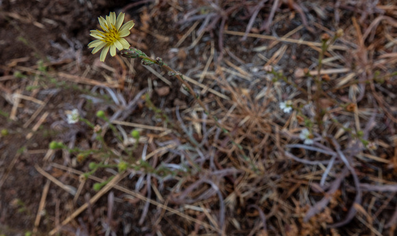 Unknown Flower (less cropped, to see the whole plant)