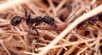 Harvester Ants (Messor andrei) with Twisted Seed
