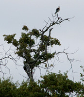 White-tailed Kite (Elanus leucurus) at Rest