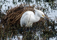 Snowy Egret (Egretta thula)