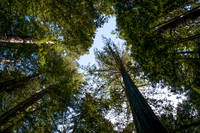 Trees Looking Up