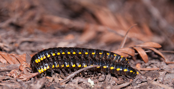Centipedes Mating