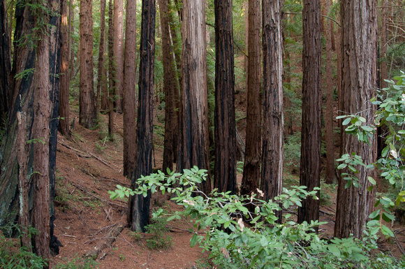 19Redwoods_DJQ4143