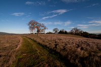 Lonely Oak and Road