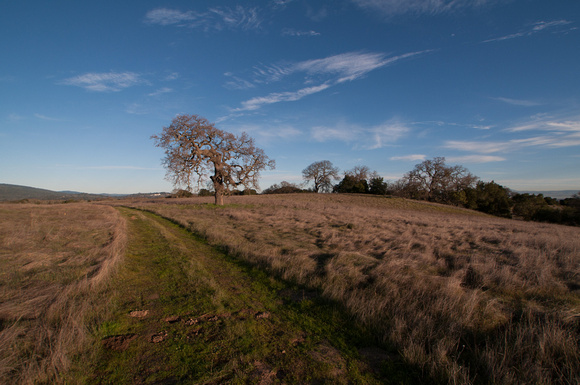 Lonely Oak and Road