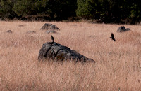 Blackbird Landing on Serpentine Rock