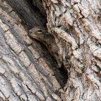 Squirrel Peaks from Valley Oak (Quercus lobata) (Detail)