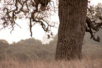 Oak Trunk