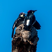 Male and Female Acorn Woodpeckers (Melanerpes formicivorus) at Summit of Phainopepla Tree