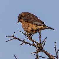 Young Western Bluebird (Sialia mexicana) in Phainopepla Tree at Dawn