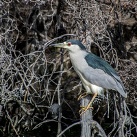 Black-crowned Night Heron (Nycticorax nicticorax)