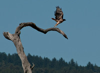 Red-tailed Hawk (Buteo jamaicensis) Taking Flight