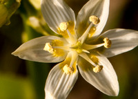 Fremont's Star Lily (Zigadenus fremontii) (detail of flower)