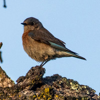 Young Western Bluebird (Sialia mexicana) in Phainopepla Tree at Dawn