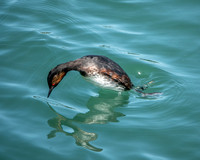 Eared Grebe (Podiceps nigricollis), Diving