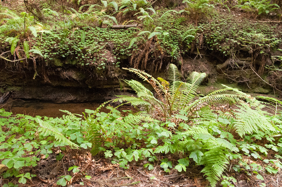 Ferns bordering Butano Creek