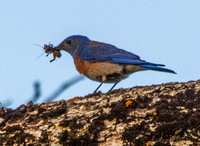 Male Western Bluebird (Sialia mexicana) Worries Insect