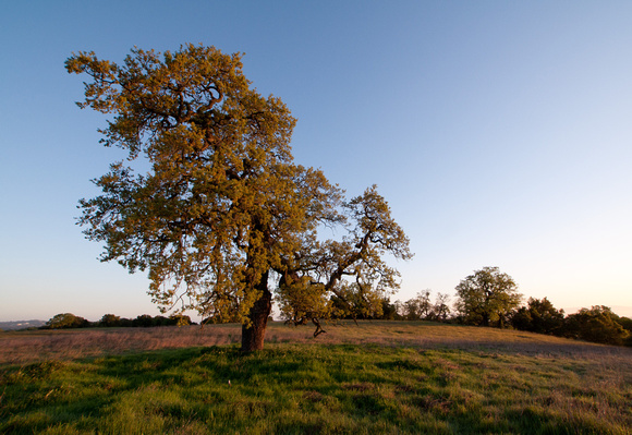 Sunrise on Lonely Oak (2)