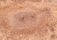 Nest of Harvester Ants (Messor andrei)