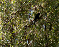 Black Bird in Willows