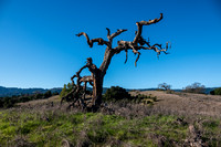 Phainopepla Tree and Windy Hill