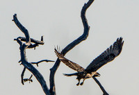 Northern Harrier (Circus cyaneus) in Flight