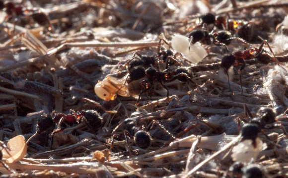 Messor Ants moving Pupae to a New Nest