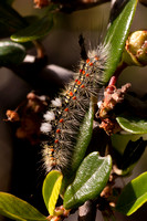 Caterpillar